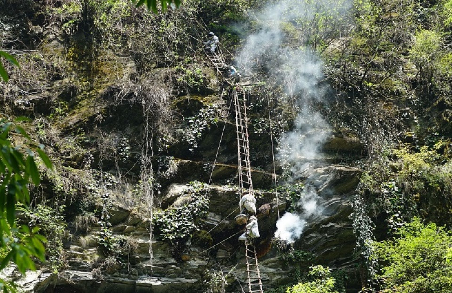 सुरु भयो स्वाँतका भिरमा यसयामको ‘हनिहन्टिङ’